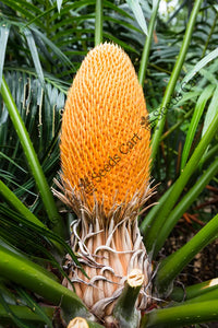 Queen Sago Seeds — plant growing in garden | Non-GMO vegetable seeds | SeedsCart