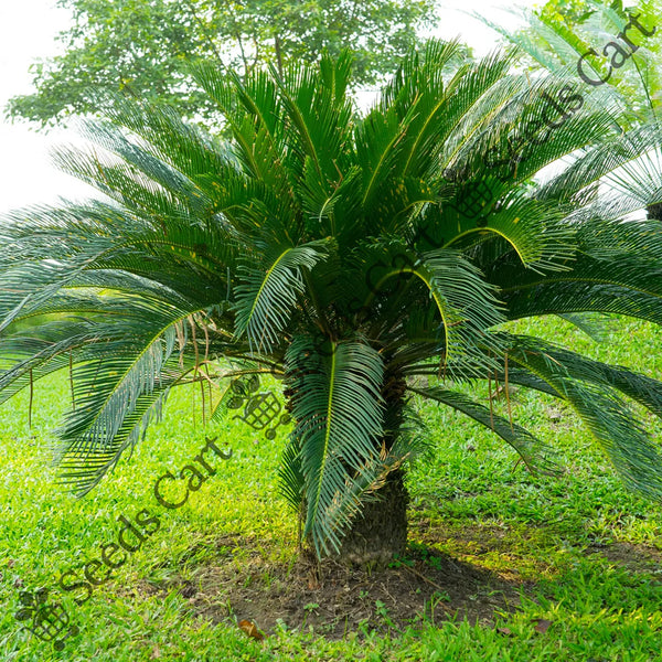 Queen Sago Seeds — seed packet | Buy vegetable seeds online India | SeedsCart