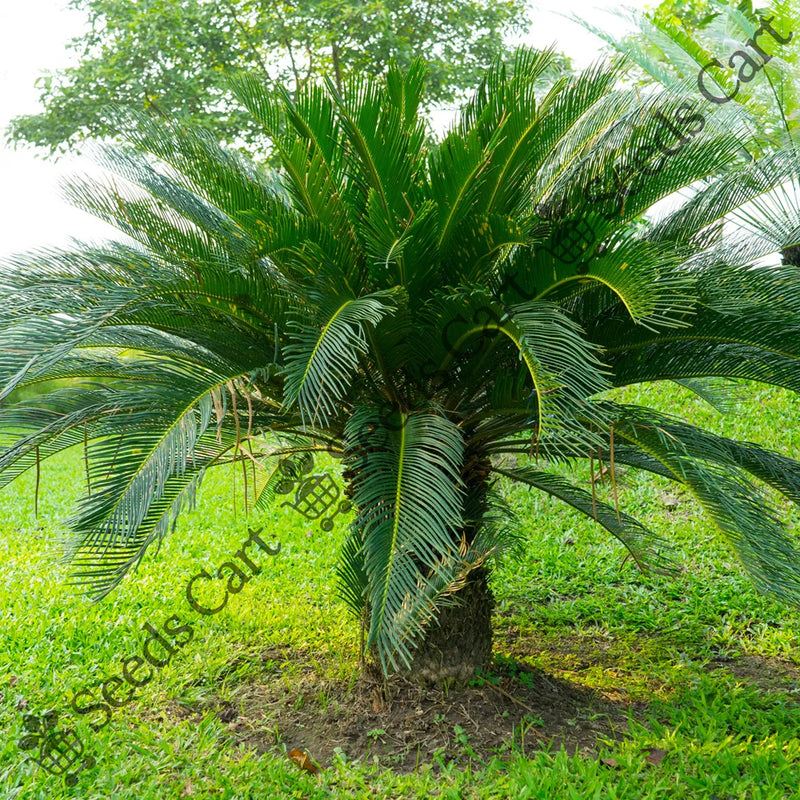 Queen Sago Seeds — seed packet | Buy vegetable seeds online India | SeedsCart