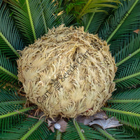 Sago Palm — mature tree | Forestry and reforestation seeds | SeedsCart