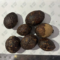 Cycas circinalis Seeds (Queen Sago)