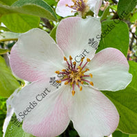 Quince Seeds — plant growing in garden | Non-GMO vegetable seeds | SeedsCart