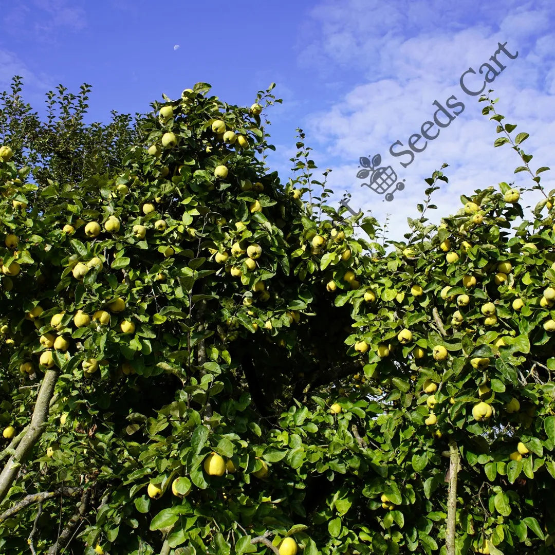Quince Seeds — seed packet | Buy vegetable seeds online India | SeedsCart