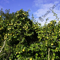 Quince Seeds — seed packet | Buy vegetable seeds online India | SeedsCart