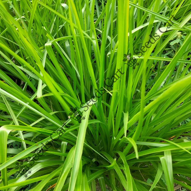Cochin Grass — seed packet | Buy vegetable seeds online India | SeedsCart