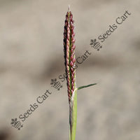 Bermuda Grass — plant growing in garden | Non-GMO vegetable seeds | SeedsCart