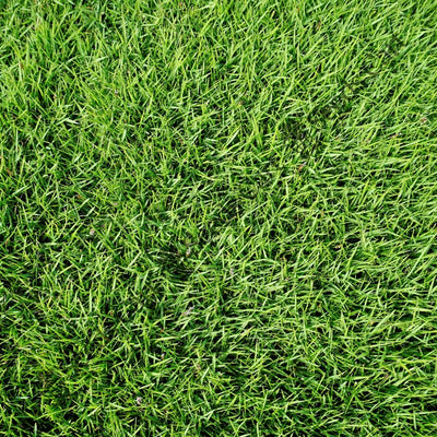 Bermuda Grass (Cynodon dactylon)