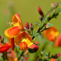 Common Broom Seeds — plant growing in garden | Non-GMO vegetable seeds | SeedsCart