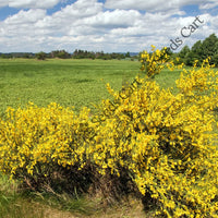 Common Broom Seeds — seed packet | Buy vegetable seeds online India | SeedsCart