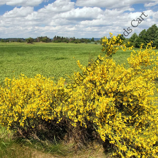 Common Broom Seeds — seed packet | Buy vegetable seeds online India | SeedsCart