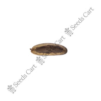 Gulmohur Seeds — seeds close-up | High germination rate | SeedsCart