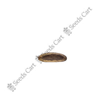 Gulmohur Seeds — mature plant in pot | Kitchen garden seeds | SeedsCart