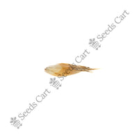 Male Bamboo — bamboo grove | Bamboo plantation seeds India | SeedsCart