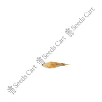 Male Bamboo — bamboo culm | Agroforestry bamboo seeds | SeedsCart