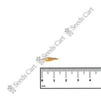 Male Bamboo — bamboo seedling | Grow bamboo from seed | SeedsCart