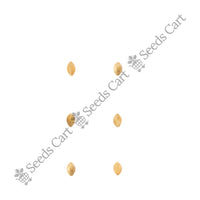 Marvel Grass — harvest ready plant | Grow at home India | SeedsCart