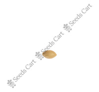 Marvel Grass — mature plant in pot | Kitchen garden seeds | SeedsCart