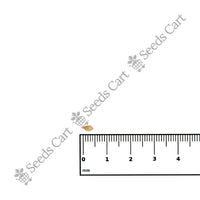 Marvel Grass — growing seedlings | ISF certified seeds | SeedsCart