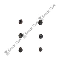 Hopbush Seeds — harvest ready plant | Grow at home India | SeedsCart