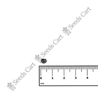 Hopbush Seeds — growing seedlings | ISF certified seeds | SeedsCart