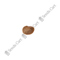 Horsegram Seeds — seeds close-up | High germination rate | SeedsCart