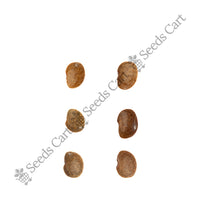Horsegram Seeds — harvest ready plant | Grow at home India | SeedsCart