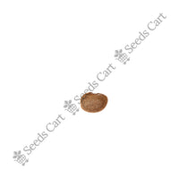 Horsegram Seeds — mature plant in pot | Kitchen garden seeds | SeedsCart