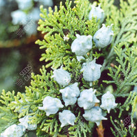 Oriental Arbor-Vitae Seeds (Thuja orientalis)