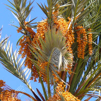 Date Palm (Phoenix dactylifera)