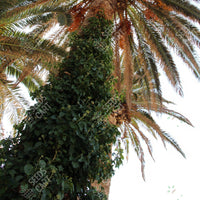 Date Palm (Phoenix dactylifera)