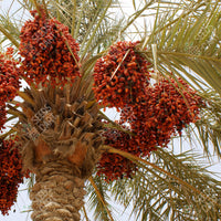 Date Palm (Phoenix dactylifera)