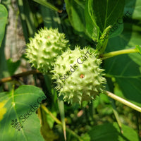 Devil'S Trumpet Seeds — plant growing in garden | Non-GMO vegetable seeds | SeedsCart