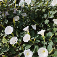 Devil'S Trumpet Seeds — seed packet | Buy vegetable seeds online India | SeedsCart