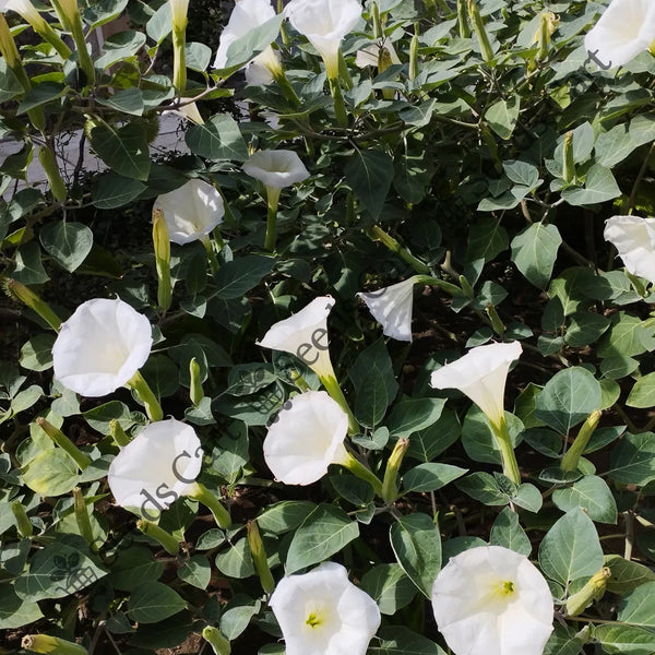 Devil'S Trumpet Seeds — seed packet | Buy vegetable seeds online India | SeedsCart