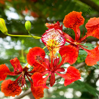 Gulmohur Seeds — plant growing in garden | Non-GMO vegetable seeds | SeedsCart