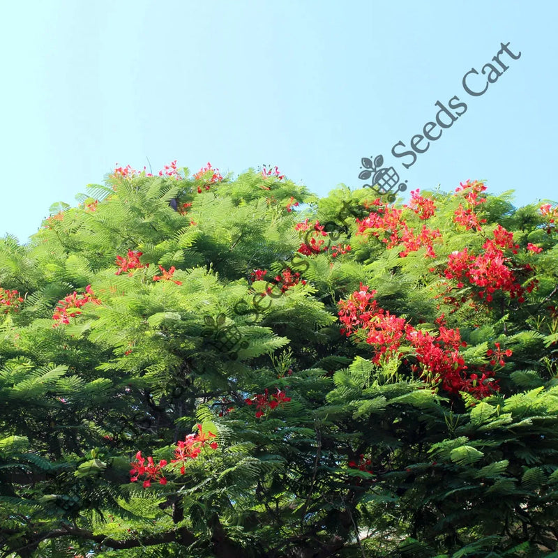 Gulmohur Seeds — seed packet | Buy vegetable seeds online India | SeedsCart