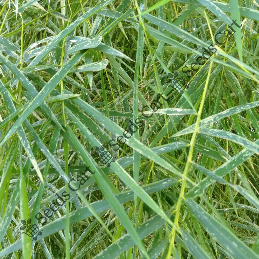 Male Bamboo — seed packet | Buy bamboo seeds India | SeedsCart