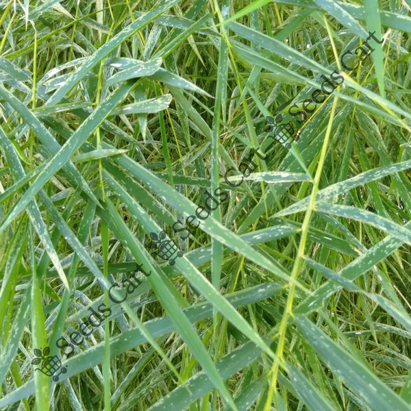 Male Bamboo — seed packet | Buy bamboo seeds India | SeedsCart