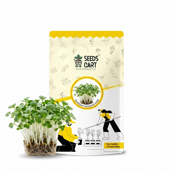 Cauliflower Microgreen Seeds