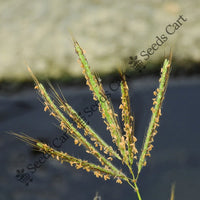 Marvel Grass — plant growing in garden | Non-GMO vegetable seeds | SeedsCart