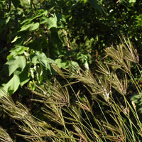 Marvel Grass — seed packet | Buy vegetable seeds online India | SeedsCart