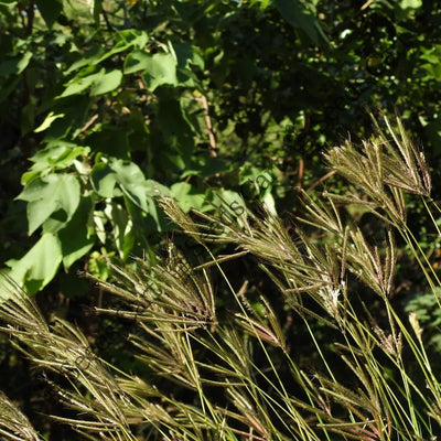 Marvel Grass (Dichanthium annulatum)