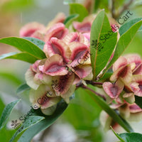 Hopbush Seeds — plant growing in garden | Non-GMO vegetable seeds | SeedsCart