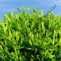 Hopbush Seeds — seed packet | Buy vegetable seeds online India | SeedsCart