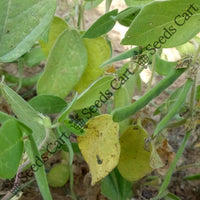 Horsegram Seeds — plant growing in garden | Non-GMO vegetable seeds | SeedsCart