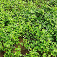 Horsegram Seeds — seed packet | Buy vegetable seeds online India | SeedsCart