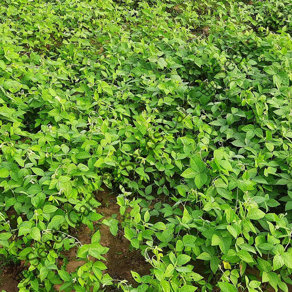 Horsegram Seeds — seed packet | Buy vegetable seeds online India | SeedsCart