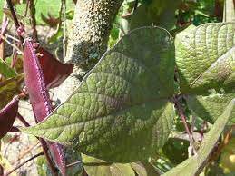 Dolichos lablab — plant growing in garden | Non-GMO vegetable seeds | SeedsCart