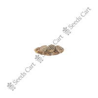 Cardamom Seeds — mature plant in pot | Kitchen garden seeds | SeedsCart