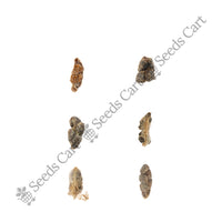 Cardamom Seeds — harvest ready plant | Grow at home India | SeedsCart